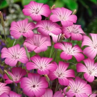 Lauka kokaļa sēkla 10 Gr