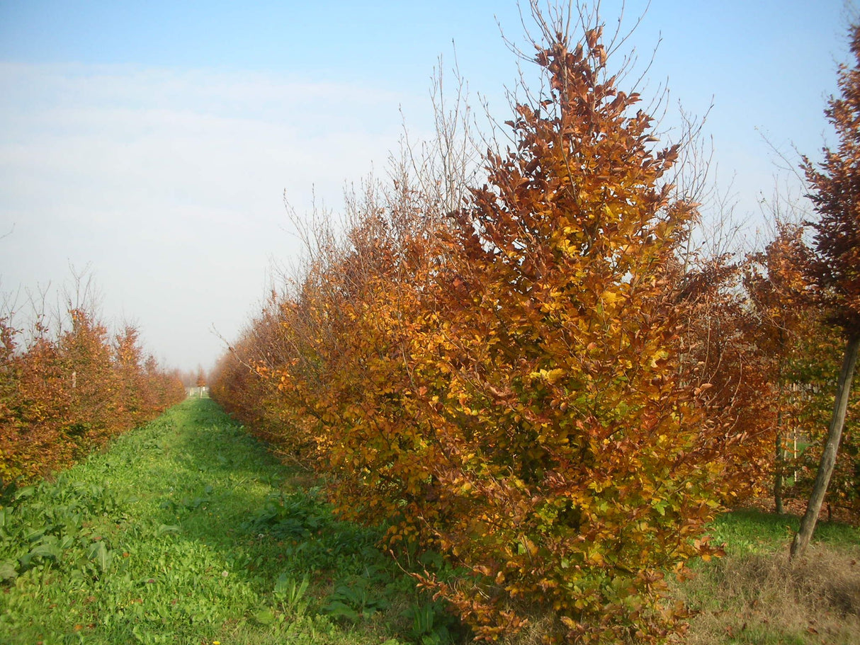 Dižskabārdis parastais (Fagus sylvatica) 100 x 150