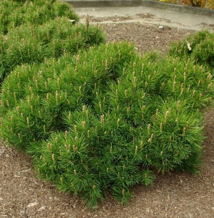 Kalnu priede (Pinus mugo var. Pumilio)