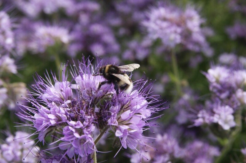 Facēlija sēklas 1kg