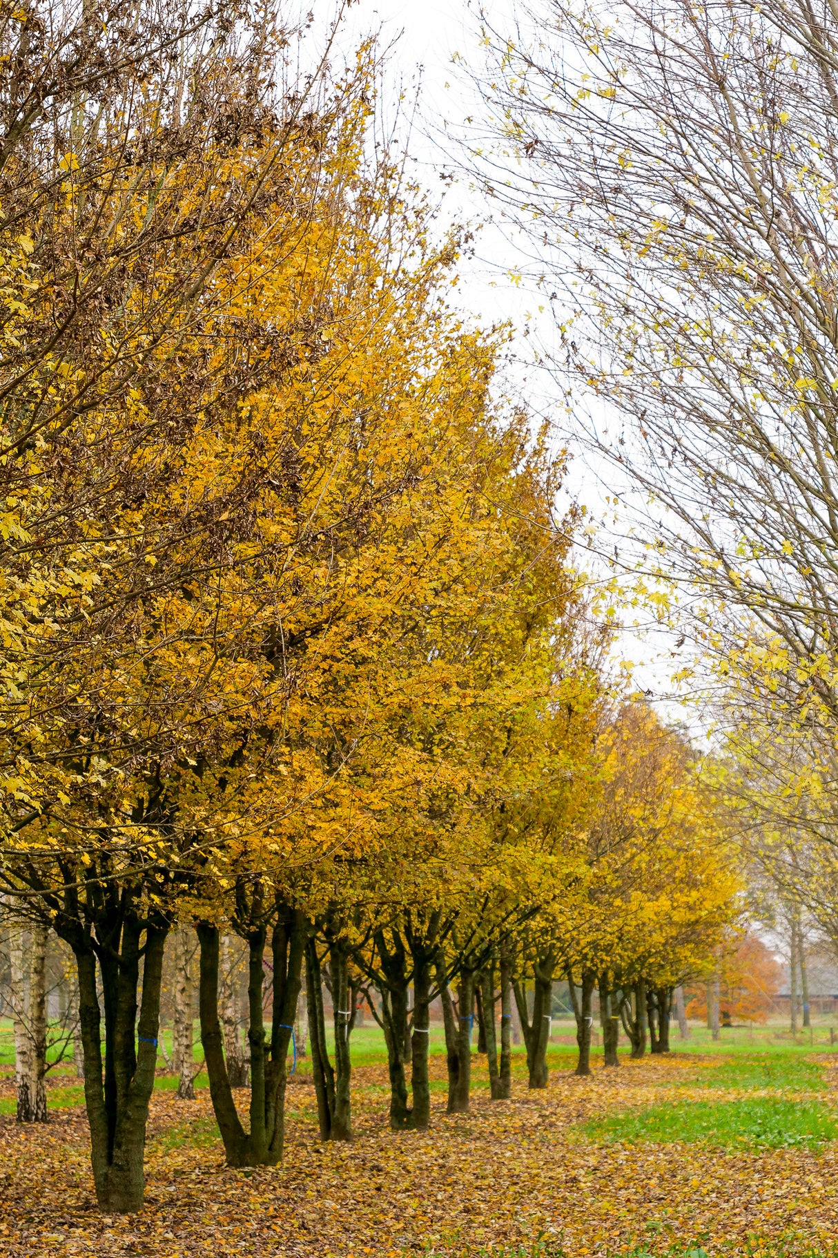 Lauku kļava (Acer Campestre) 100 x 200
