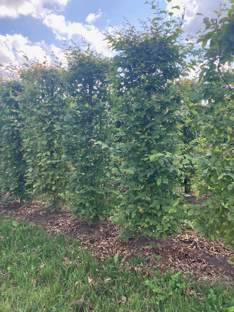 Skabārdis - Carpinus betulus dzīvžoga elements