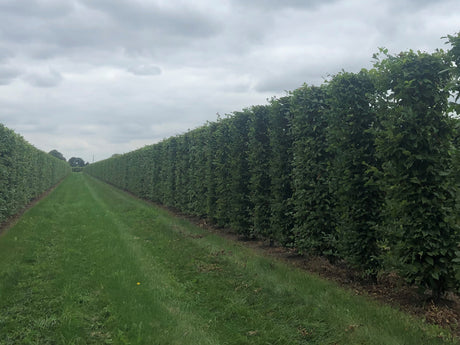 Skabārdis - Carpinus betulus dzīvžoga elements