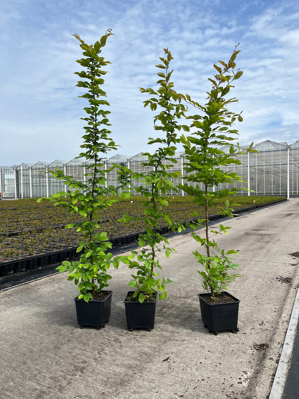 Carpinus betulus - parastais skābardis (brīvi augošs)