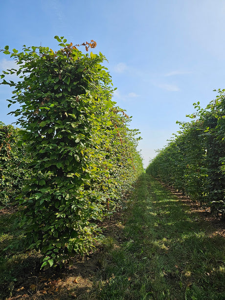 Skabārdis - Carpinus betulus dzīvžoga elements