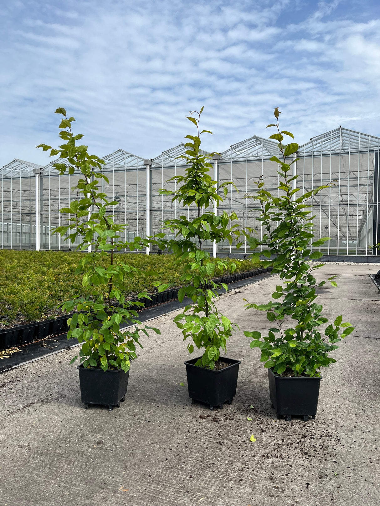 Carpinus betulus - parastais skābardis (brīvi augošs)