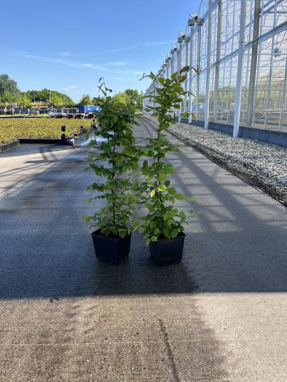 Carpinus betulus - parastais skābardis (brīvi augošs)