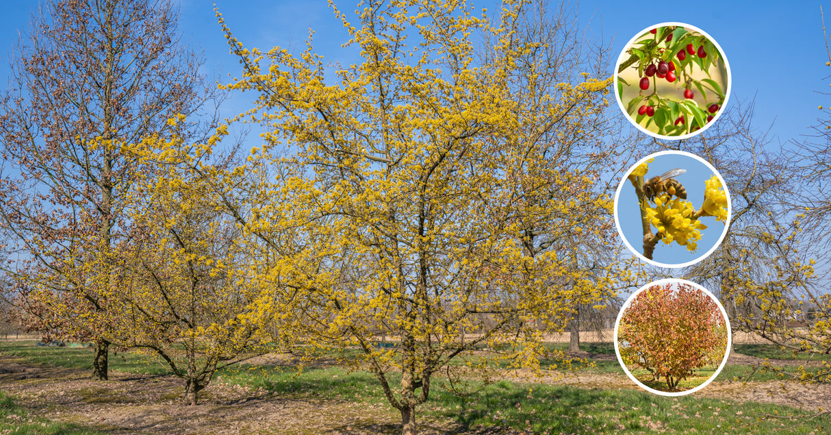 Kizils (Cornus Mas) 100 x 120