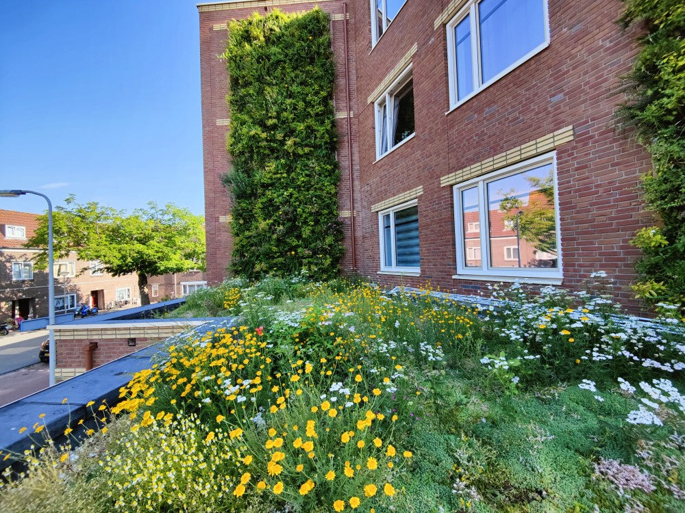 Zemsedzes paklājs Sempergreen Bees & Butterflies