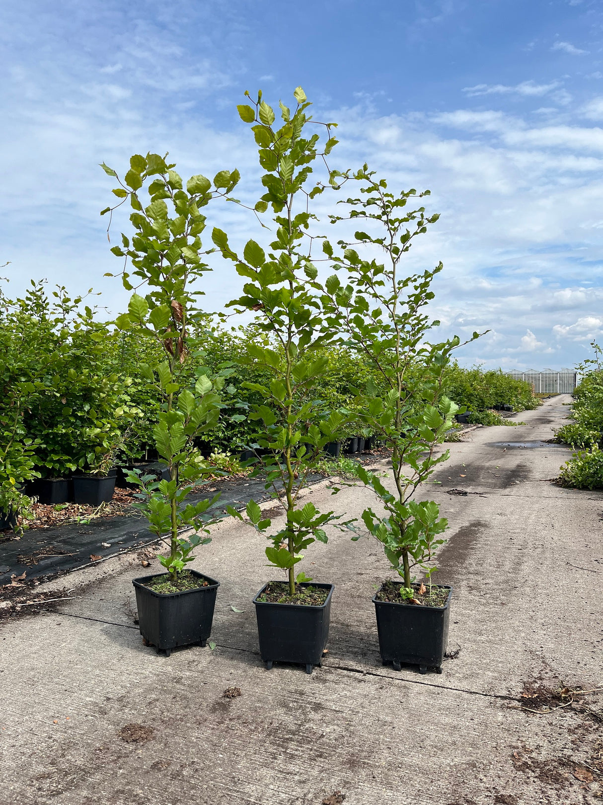 Fagus sylvatica - parastais dižskābardis (brīvi augošs)