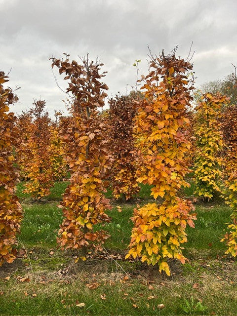 Dižskabārdis - Fagus sylvatica dzīvžoga elementi