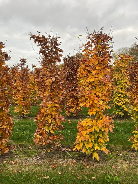Dižskabārdis - Fagus sylvatica dzīvžoga elementi