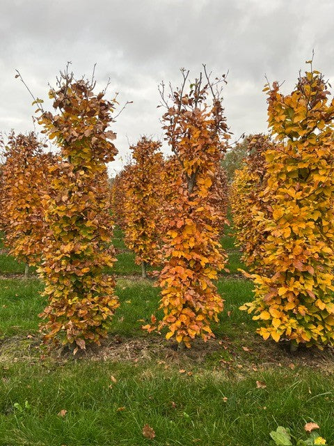 Dižskabārdis - Fagus sylvatica dzīvžoga elementi