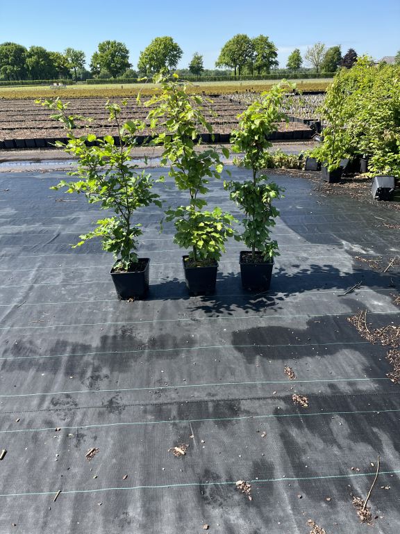 Fagus sylvatica - parastais dižskābardis (brīvi augošs)