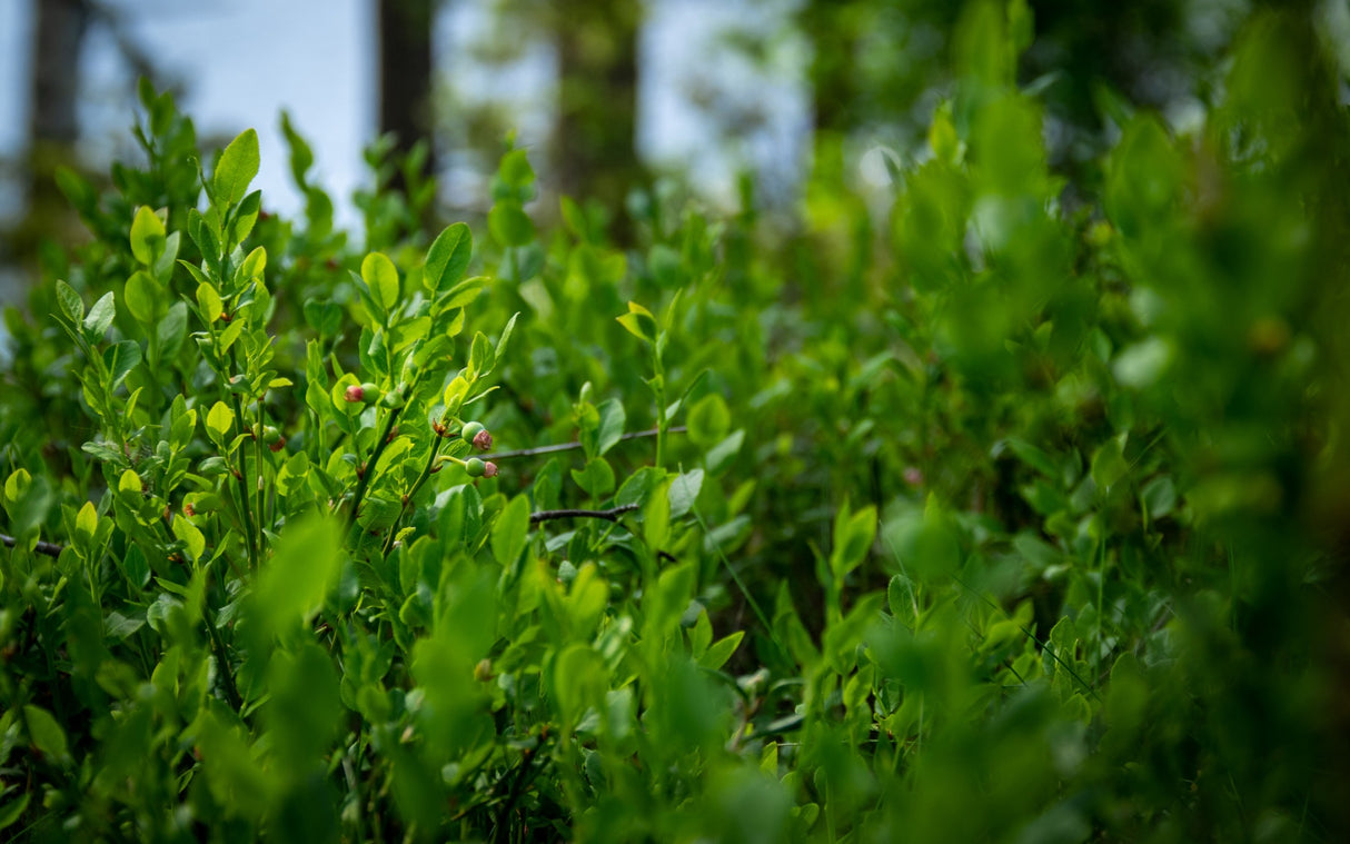 Mētrāju zemsedze m2