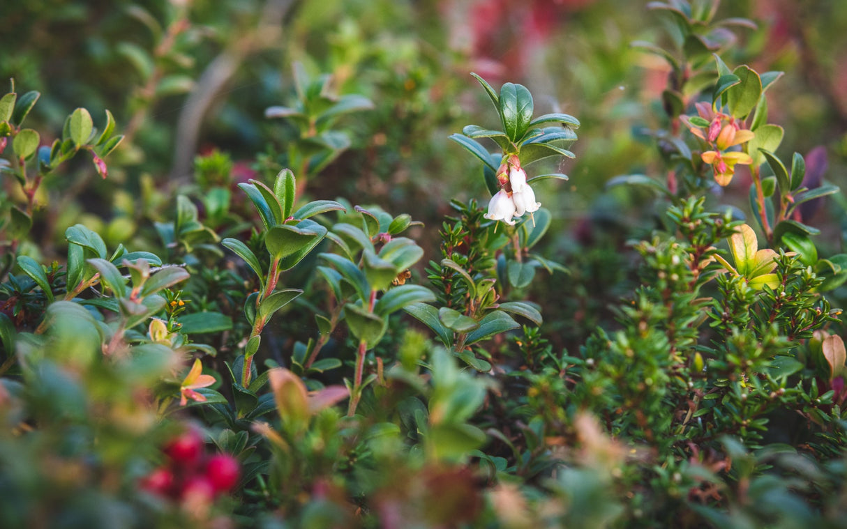 Mētrāju zemsedze m2