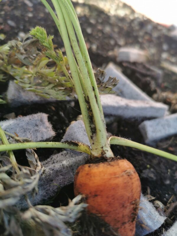 Ūdens uzglabāšanas sistēma augiem LITE-STRIPS — PP