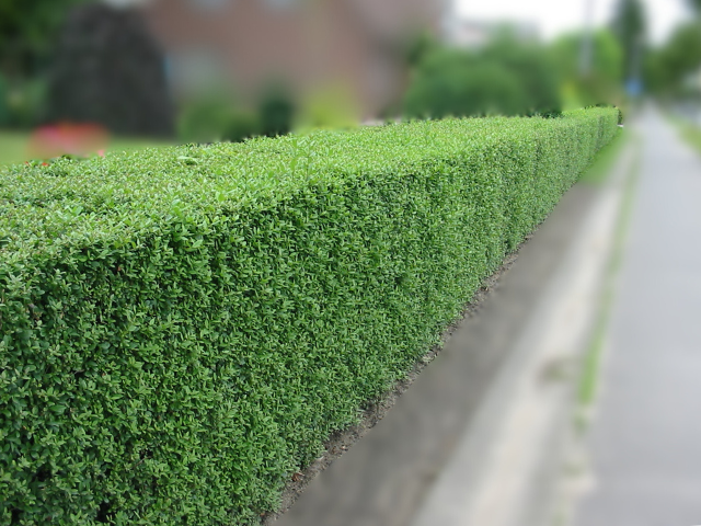 Parastais ligustrs (Ligustrum vulgare 'Atrovirens') 60 x 80 x 200