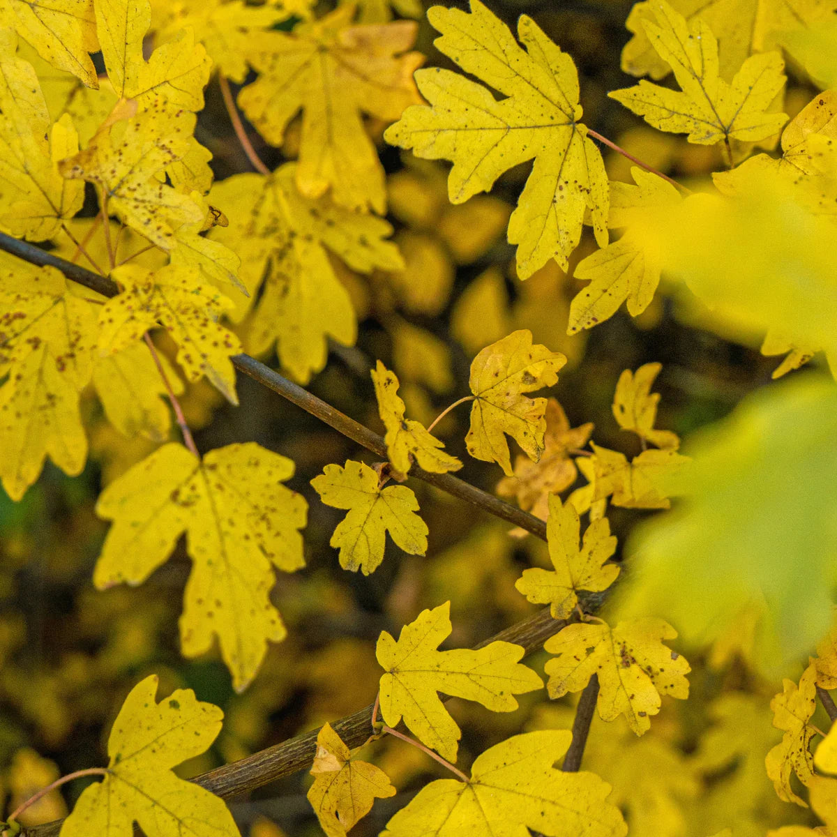Lauku kļava (Acer Campestre) 100 x 200