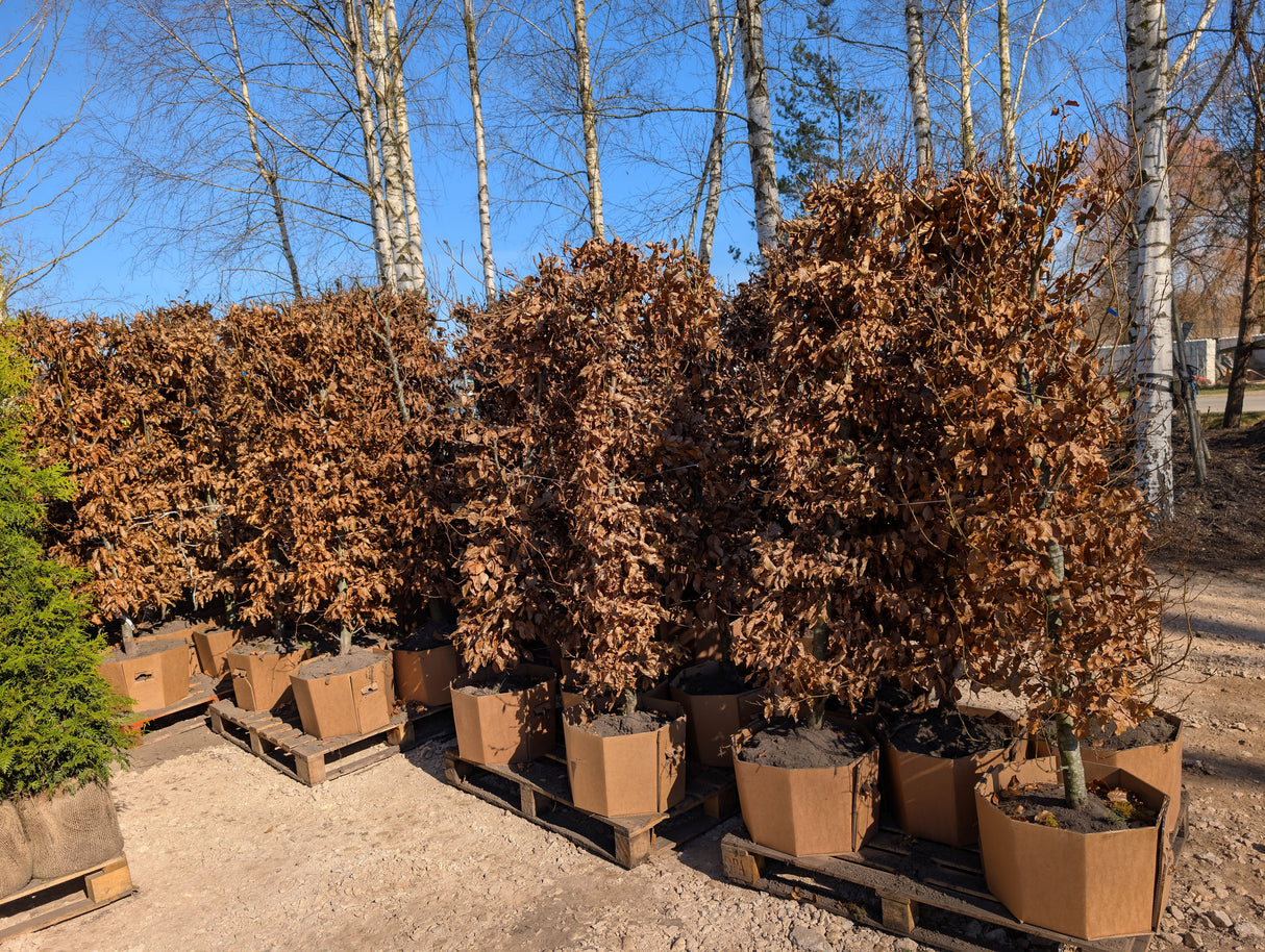 Dižskabārdis - Fagus sylvatica dzīvžoga elementi