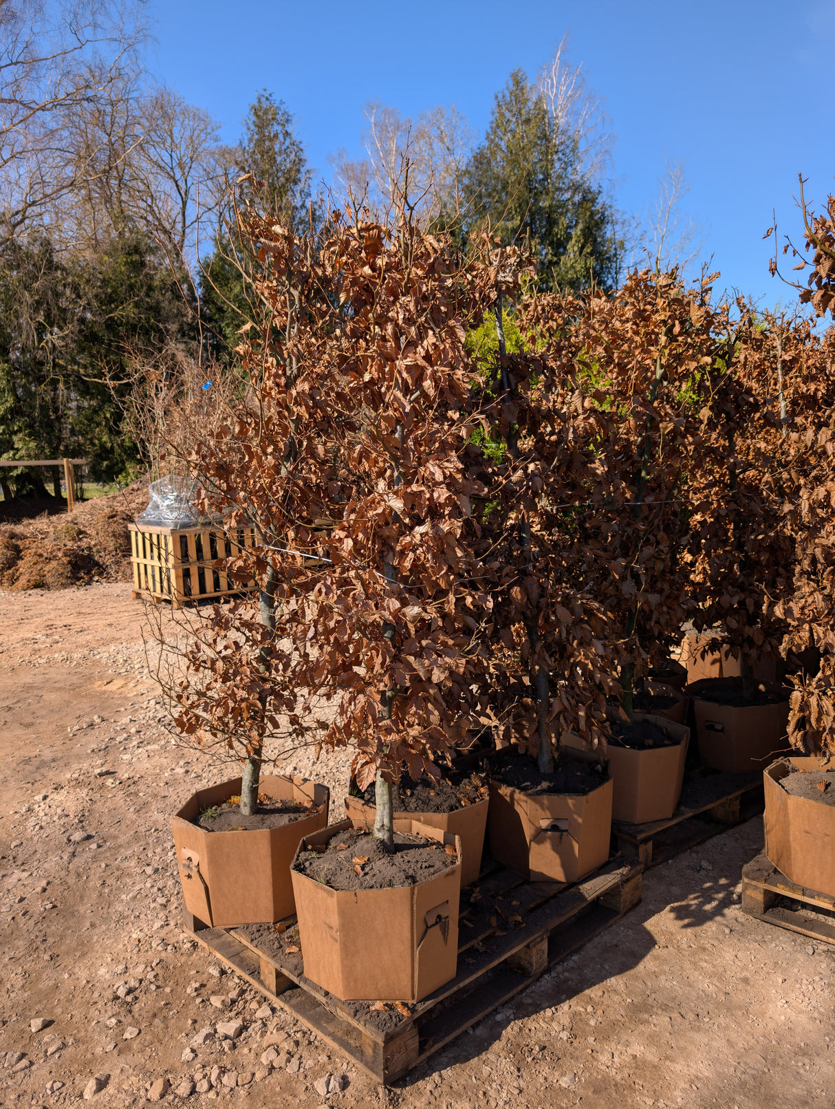 Dižskabārdis - Fagus sylvatica dzīvžoga elementi