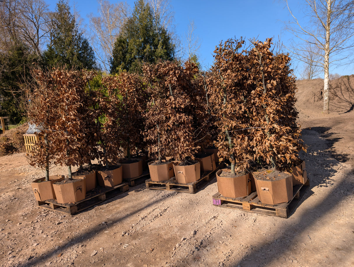 Dižskabārdis - Fagus sylvatica dzīvžoga elementi