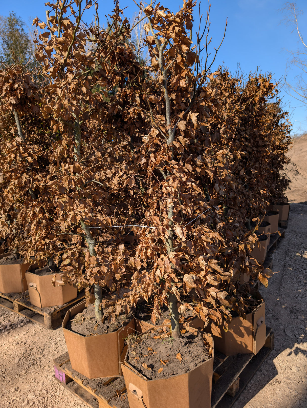 Dižskabārdis - Fagus sylvatica dzīvžoga elementi