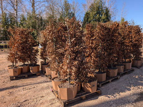 Dižskabārdis - Fagus sylvatica dzīvžoga elementi