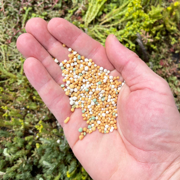 Laimiņu zemsedzes kondicionieris Sempergreen