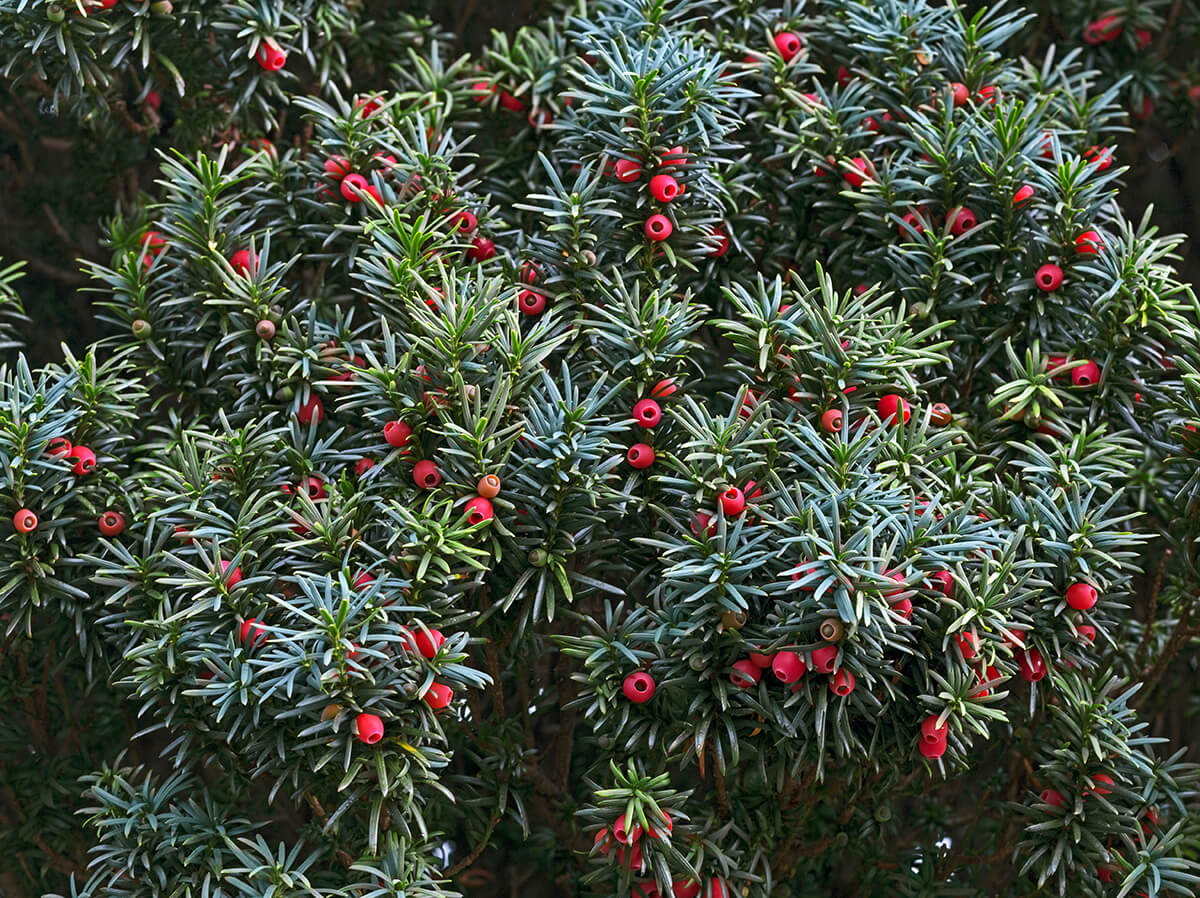 Parastā īve (Taxus Baccata) 100x80
