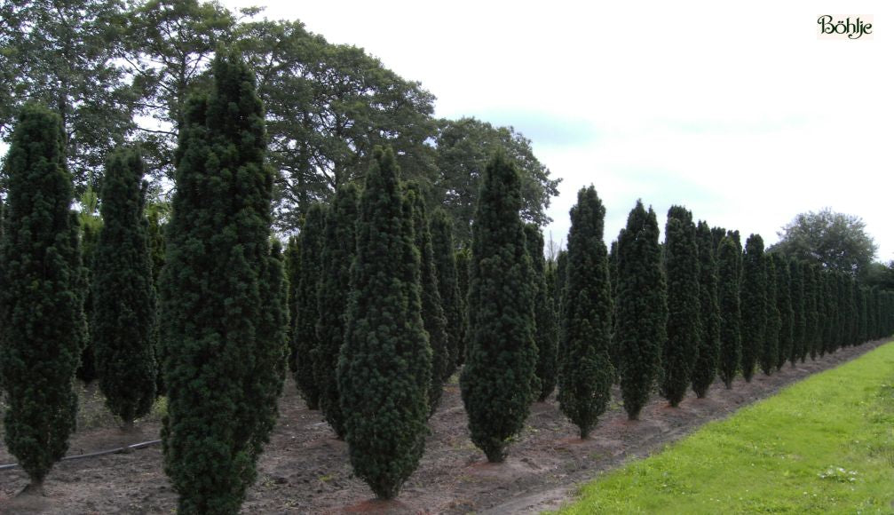 Parastā īve (Taxus Baccata) 100x80