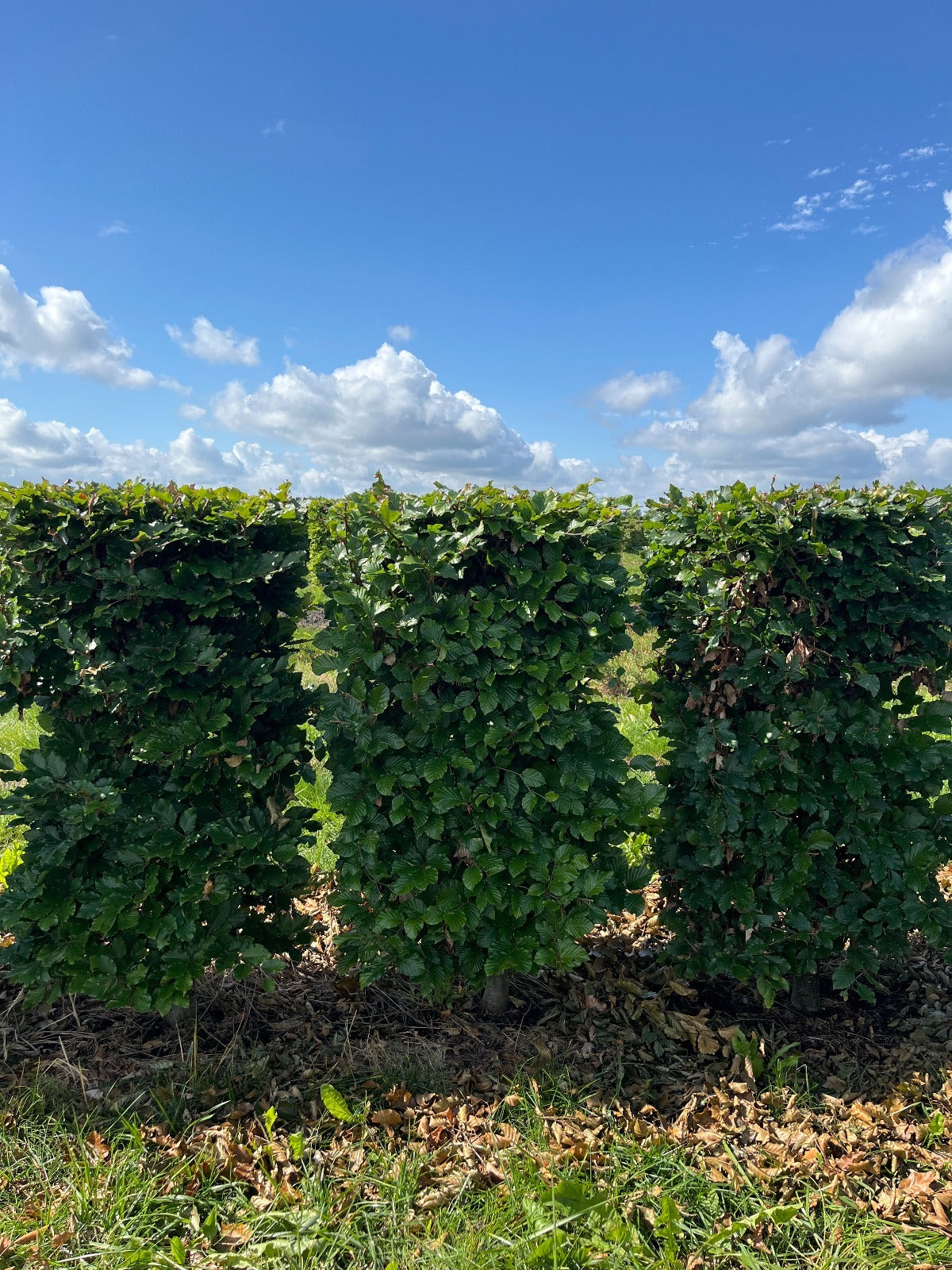 Dižskabārdis - Fagus sylvatica dzīvžoga elementi