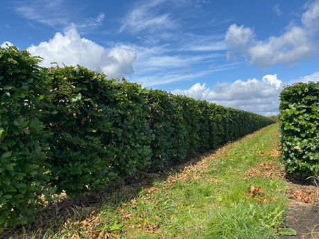 Dižskabārdis - Fagus sylvatica dzīvžoga elementi