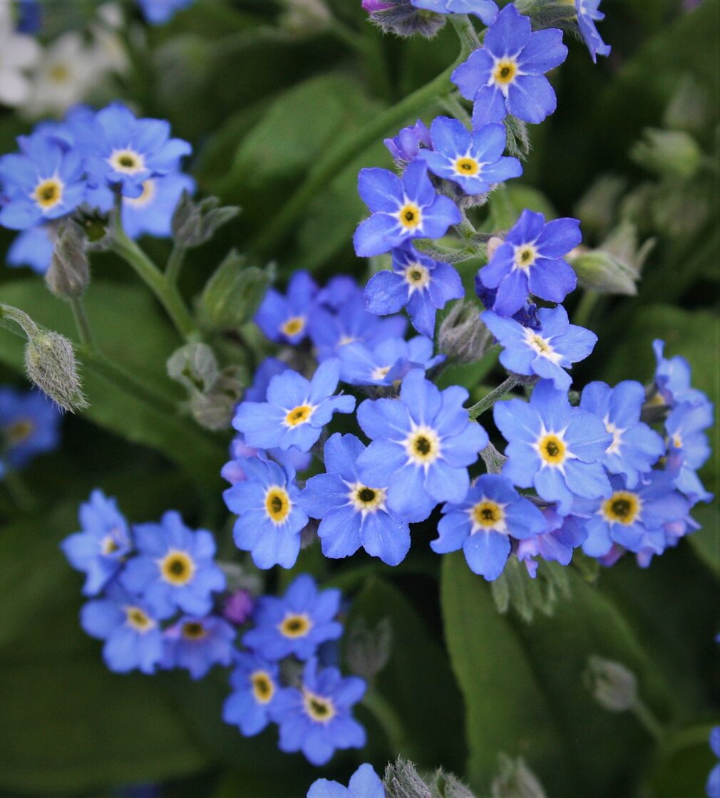 Alpu neaizmirstulīte (Myosotis alpestris), dažādās krāsās, 5g