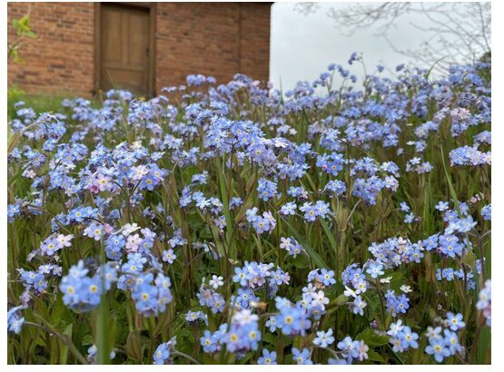 Alpu neaizmirstulīte (Myosotis alpestris), dažādās krāsās, 5g
