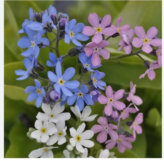 Alpu neaizmirstulīte (Myosotis alpestris), dažādās krāsās, 5g