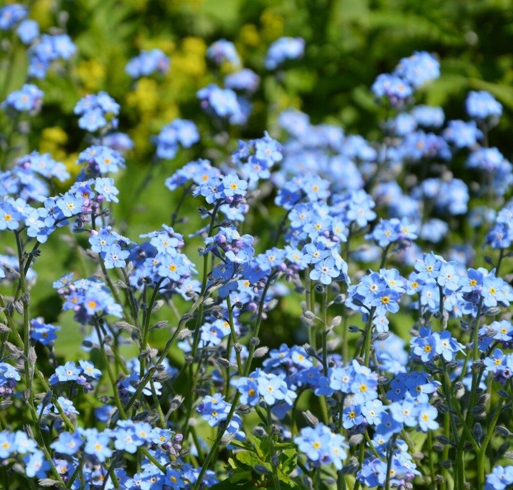 Alpu neaizmirstulīte (Myosotis alpestris), dažādās krāsās, 5g