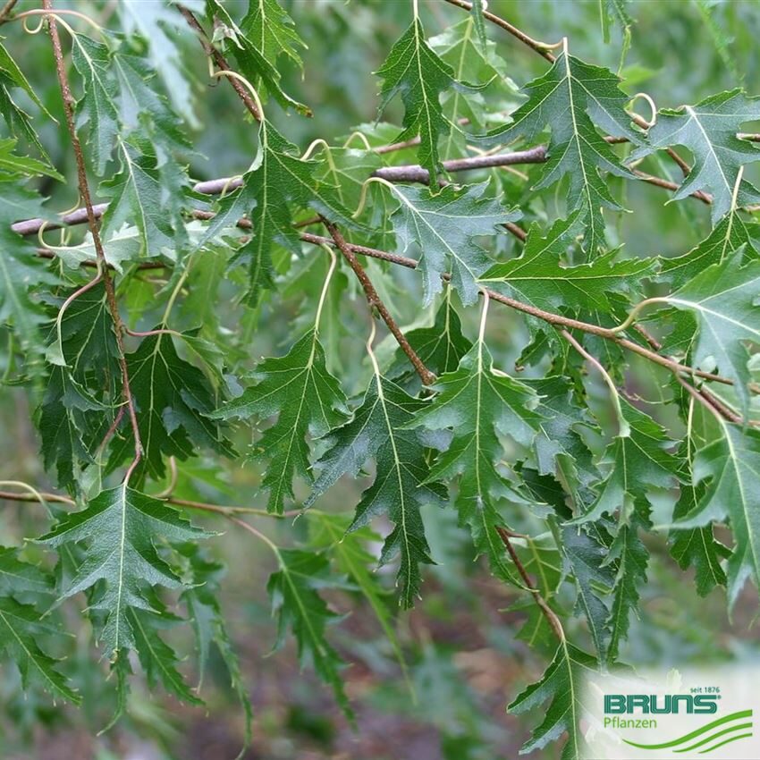 Āra bērzs (Betula pendula 'Crispa') 30-35