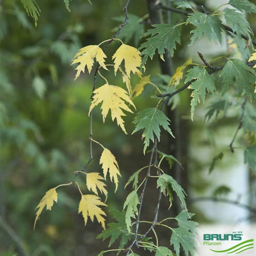 Āra bērzs (Betula pendula 'Crispa') 30-35