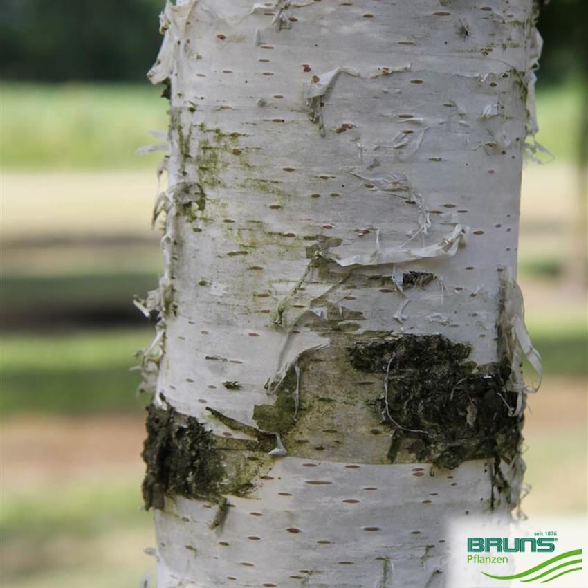 Āra bērzs (Betula pendula 'Crispa') 30-35