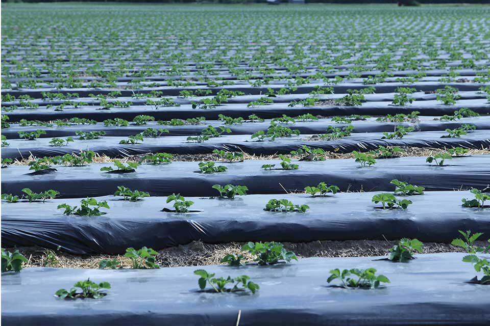 BioAgri Garden plēve dārza augsnes segšanai (1 sezonai)