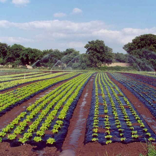 BioAgri Garden plēve dārza augsnes segšanai (3 sezonām)