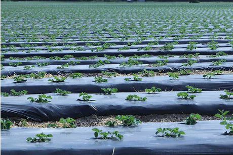 BioAgri Garden plēve dārza augsnes segšanai (3 sezonām)