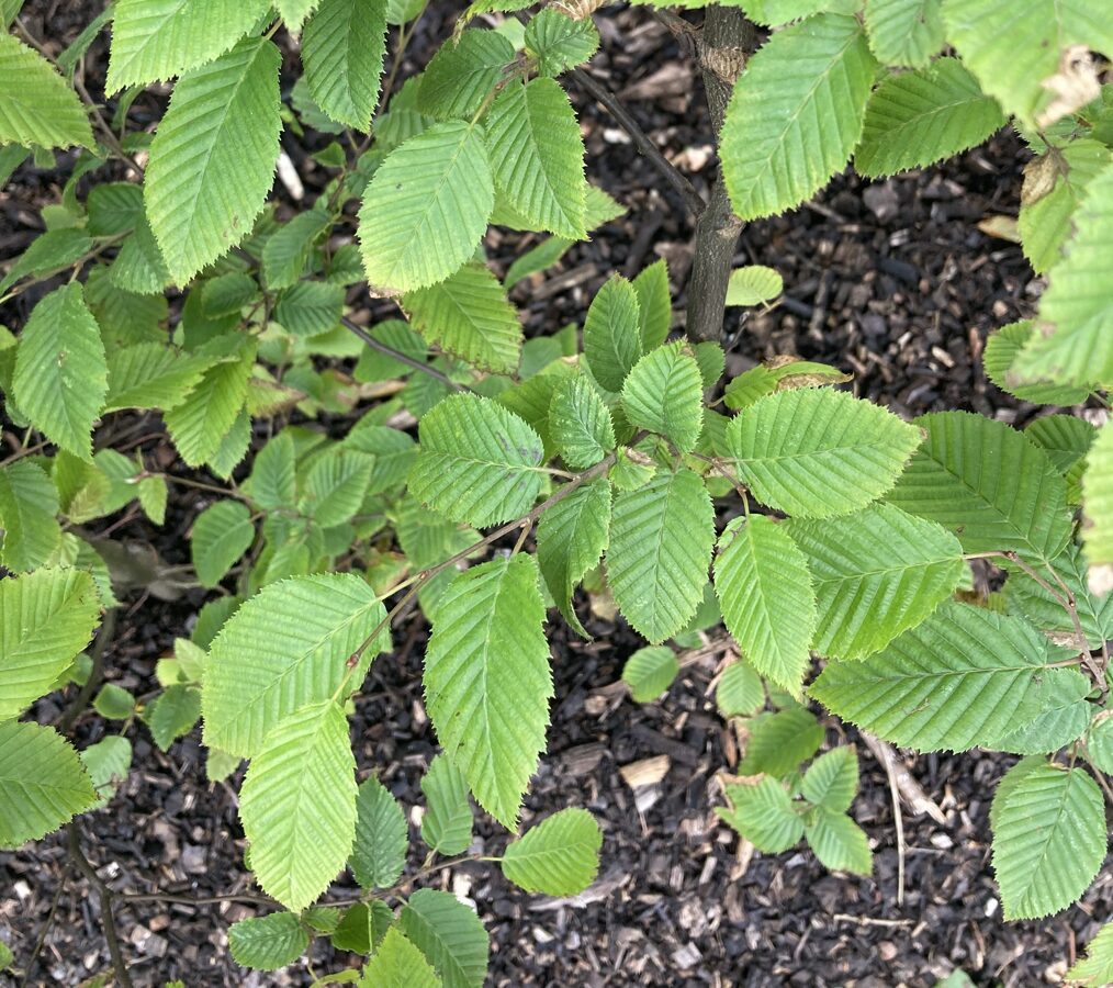 Parastais skabārdis (Carpinus betulus)