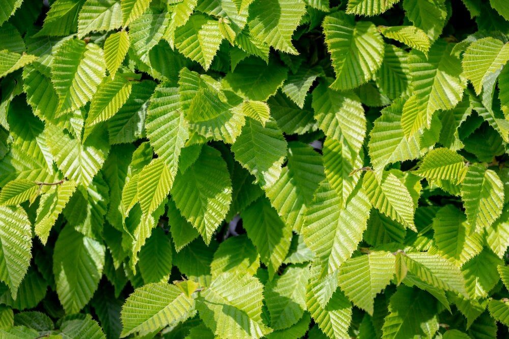 Parastais skabārdis (Carpinus betulus)