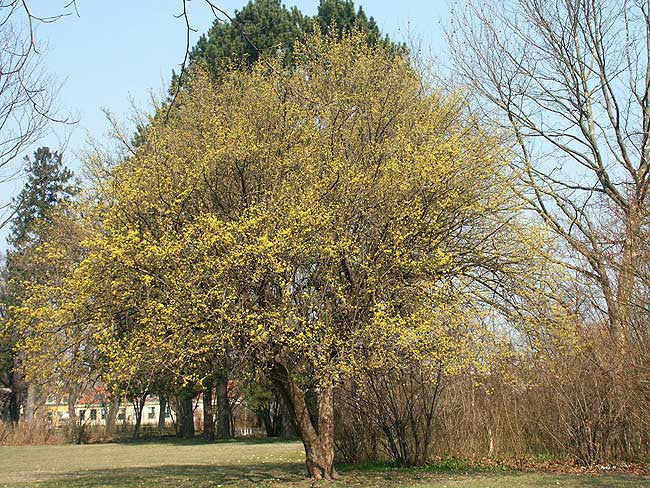 Kizils (Cornus Mas) 100 x 120