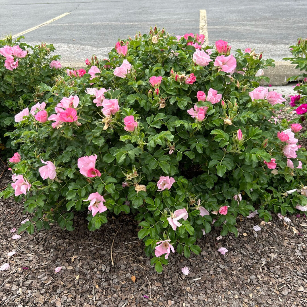 Rosa Rugosa 'Dagmar hastrup'