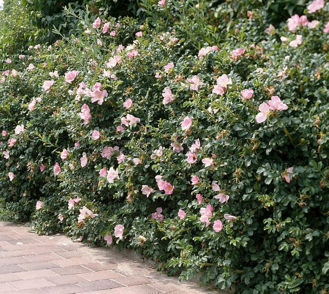 Rosa Rugosa 'Dagmar hastrup'