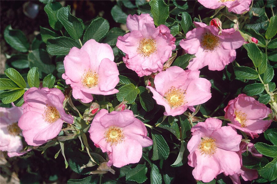 Rosa Rugosa 'Dagmar hastrup'