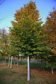 Dižskabārdis parastais (Fagus sylvatica) 60 x 100 x 200